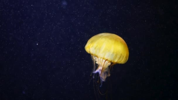 Las medusas de ortiga pequeña del norte del mar nadan en el agua oscura del océano de la costa oeste. Increíble fondo natural de Chrysaora melanaster, también conocida como medusa naranja. Calmando hermosas imágenes bajo el agua. — Vídeos de Stock