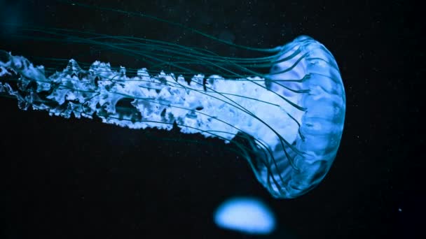 Medusa azul ortiga con tentáculos largos. Hermosos detalles del proceso de natación medusas, escena submarina con fondo negro. Calmando hermosas imágenes. — Vídeo de stock