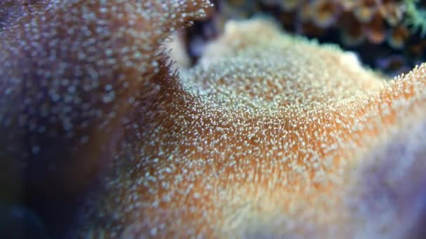 Récif corallien mou et anémones se balançant. Fermez les images macro. Fond de biologie marine tropicale. Beau paysage sous-marin. Nature incroyable fond apaisant. — Video
