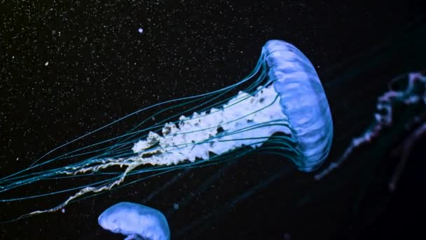 Медузы северной крапивы плавают в глубине западного побережья океана. Удивительный природный фон chrysaora melanaster, также известный как апельсиновая медуза. Успокаивает красивые подводные кадры. — стоковое видео