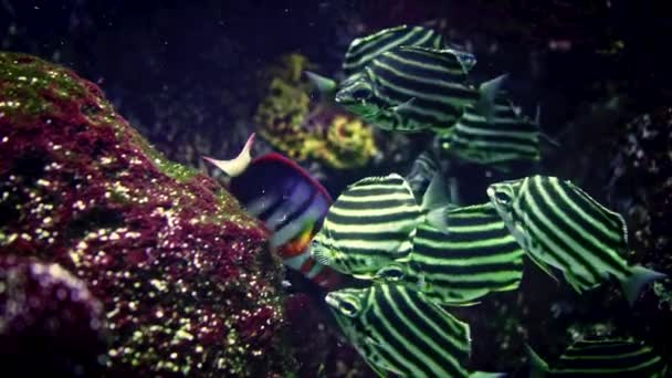 Vista de cerca de peces de rayas tropicales nadando sobre el fondo del arrecife de coral en el acuario. Piscis submarinos habitantes.Fondo marino tropical. Naturaleza colorida calmante fondo. — Vídeo de stock