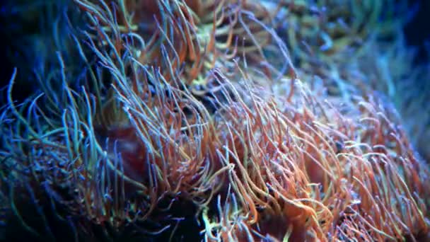 Arrecife de coral suave y anémonas balanceándose. Primer plano de metraje macro. Fondo de la biología marina tropical. Hermoso paisaje submarino paisaje. Increíble naturaleza calmante fondo. — Vídeos de Stock