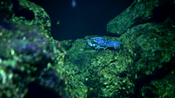 Electric blue lobster at sea bottom. Underwater crayfish inhabitant.Tropical sea bottom. — Stock Video