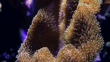 Yumuşak mercan resifleri ve sallanan deniz şakayıkları. Makro görüntüyü kapat. Tropik deniz biyolojisi. Güzel sualtı manzarası. Şaşırtıcı doğa sakinleştirici arka plan.