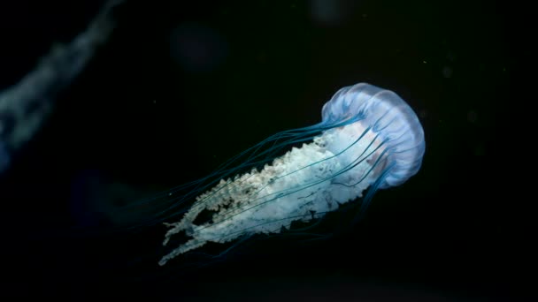 Niesamowite nagranie pięknych szczegółów redukcji pokrzywy na zachodnim wybrzeżu, pływających pod wodą na ciemnym tle. Niesamowita natura, meduza z mackami. — Wideo stockowe