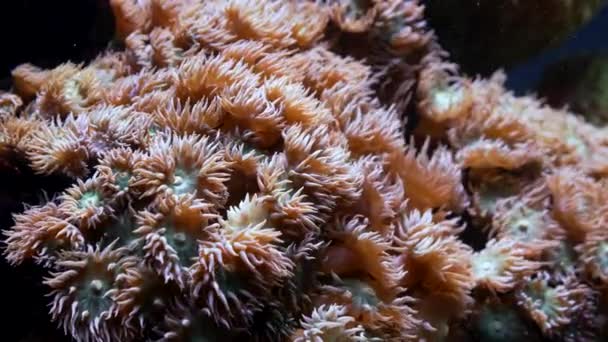 Zbliżenie rafy koralowej. Tropikalne dno morza. Piękny podwodny krajobraz. Niesamowita natura uspokajające tło. — Wideo stockowe