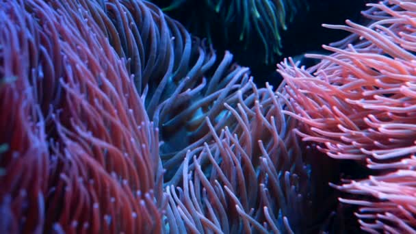 Kolorowe neonowe rafy koralowe i anemony kołyszące się powoli. Zbliżenie makro. Tropikalne dno biologii morskiej. Piękny podwodny krajobraz. Niesamowita natura uspokajające tło. — Wideo stockowe