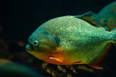 Yırtıcı aç tatlı su kırmızı göbekli pirana balığı Güney Amerika ormanlarında nehir suyunda yüzüyor. Piranha sürüsü yakın çekim görüntüsü. 