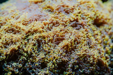 Yumuşak mercan resifleri ve sallanan deniz şakayıkları. Makroyu kapat. Tropik deniz biyolojisi. Güzel sualtı manzarası. Şaşırtıcı doğa sakinleştirici arka plan.