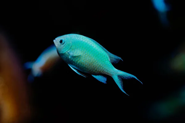 Close-up zicht op tropische blauwe vissen zwemmen op donkere achtergrond. Onderwater pisces inwoners.Tropische zeebodem. Kleurrijke natuur kalmerende achtergrond. — Stockfoto