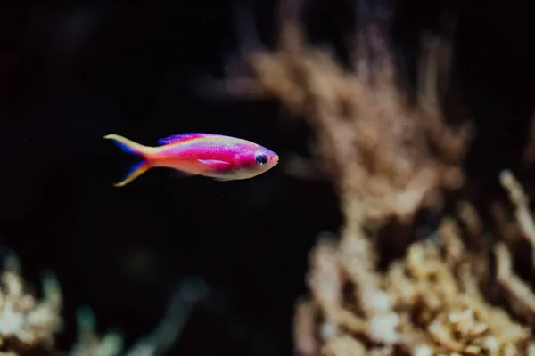 Fantastisk rosa fisk simmar under vattnet på mörk bakgrund. Makrodetaljer om undervattensinvånare.Tropisk havsbotten. Färgglada natur lugnande bakgrund. — Stockfoto