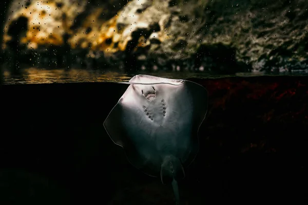 Lindo stingray nadando en hermoso oceanario, vista panorámica del mundo submarino, diferentes especies de animales en acuario grande, escena del mar con rayos de luz natural brillando. —  Fotos de Stock