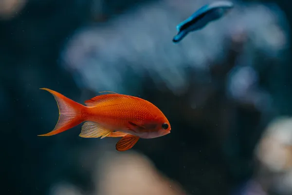 Fantastisk orange fisk simmar under vattnet på mörkblå bakgrund. Makro detaljer om guldfisk undervattensinvånare.Tropisk havsbotten. Färgglada natur lugnande bakgrund. — Stockfoto