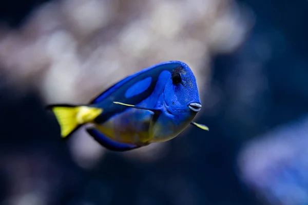 Fantastisk blå Tang fisk eller palett kirurgfisk simmar under vattnet på korallrev bakgrund. Tropisk havsbotten. Färgglada natur lugnande bakgrund. — Stockfoto