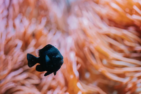 Fantastisk svart fisk simmar under vattnet på korallrev bakgrund. Tropisk havsbotten. Färgglada natur lugnande bakgrund. — Stockfoto