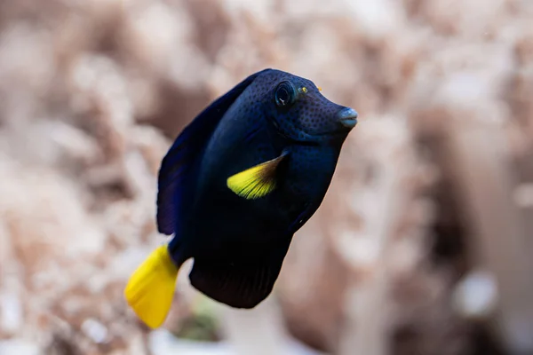 Úžasný modrý žlutý tang nebo zebrasoma xanthurum plavání pod vodou na korálových útesech pozadí. Tropické mořské dno. Barevné příroda uklidňující pozadí. — Stock fotografie