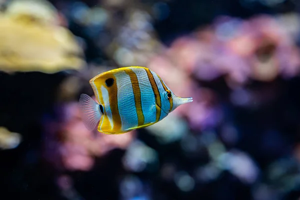 Erstaunlich gestreifte gelbe Fische schwimmen unter Wasser auf Korallenriffen Hintergrund. Tropischer Meeresgrund. Bunte Natur beruhigender Hintergrund. — Stockfoto