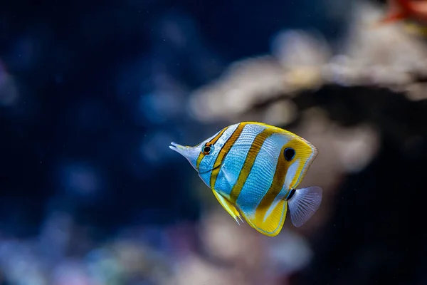 Amazing striped yellow fish swimming underwater on coral reefs background. Tropical sea bottom. Colorful nature calming background.