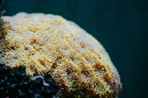 Recifes de corais macios e anêmonas balançando. Fecha a macro. Fundo de biologia do mar tropical. Bela paisagem subaquática. Incrível natureza calmante fundo. — Fotografia de Stock