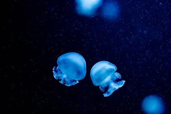 Lindas medusas coloridas brilhantes em macro close-up tiro nadando na piscina do aquário com fundo azul. Mastigias papua fluindo partículas — Fotografia de Stock