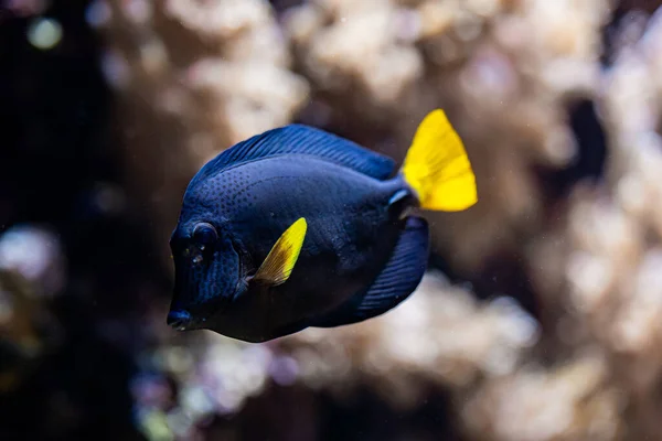 Amazing blue yellowtail tang or zebrasoma xanthurum swimming underwater on coral reefs background. Tropical sea bottom. Colorful nature calming background. — Stock Photo, Image