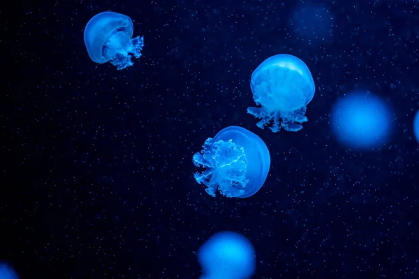 Lindas medusas coloridas brilhantes em macro close-up tiro nadando na piscina do aquário com fundo azul. Mastigias papua fluindo partículas — Fotografia de Stock