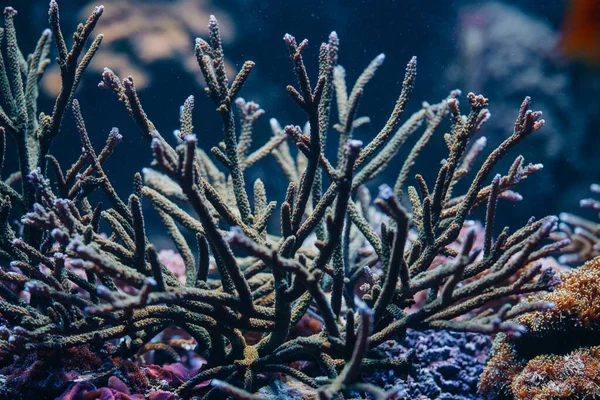 Weichkorallenriffe und Anemonen schwanken. Makro aus nächster Nähe. Tropische Meeresbiologie. Schöne Unterwasserlandschaft. Erstaunlicher Hintergrund der Natur. — Stockfoto