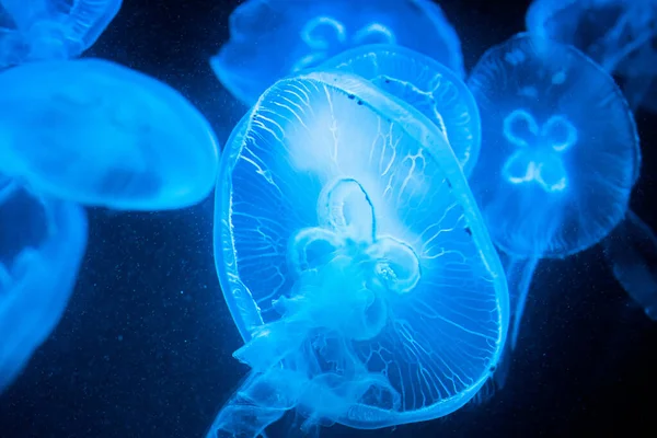 Hermosos detalles medusas, primer plano de natación bajo el agua sobre fondo negro. Increíble naturaleza, medusa con tentáculos. Calmando hermosa foto —  Fotos de Stock