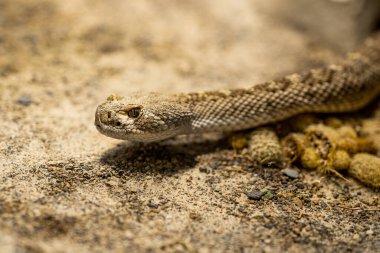 Crotalus atrox ya da batı elmas sırtlı çıngıraklı yılana yakın çekim. Teraryumdaki güzel zehirli yılan. Egzotik tropikal hayvanlar konsepti.