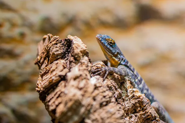Close-up van hagedis in zijn habitat op het land. Prachtig reptiel in dierentuin terrarium. Exotisch concept voor tropische dieren. — Stockfoto