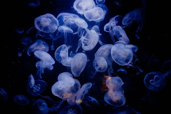 Gyönyörű medúza részletek, közelkép úszás víz alatt fekete háttér. Csodálatos természet, medúza csápokkal. Nyugtató gyönyörű fotó. — Stock Fotó