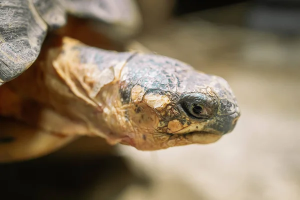 Primer plano de la tortuga radiada en su hábitat en tierra. Hermosa tortuga - especie rara, Madagascar endémica. Concepto de animales tropicales exóticos. —  Fotos de Stock