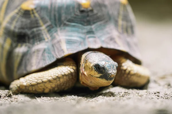 Primer plano de la tortuga radiada en su hábitat en tierra. Hermosa tortuga - especie rara, Madagascar endémica. Concepto de animales tropicales exóticos. —  Fotos de Stock