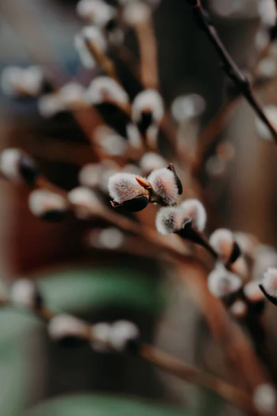 Beautiful fluffy willow branches with catkins on nature background. Spring season, blossom pussy-willows. Symbol of Easter. — Stock Photo, Image