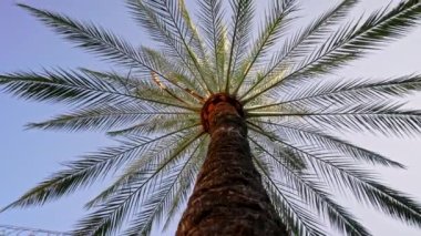 Hurma dallarının altında, masmavi bir gök. İnanılmaz doğal bir geçmişi var. Yukarı bakıyorum, yaz tatili konsepti. Tropikal ada sahilinde manzara.