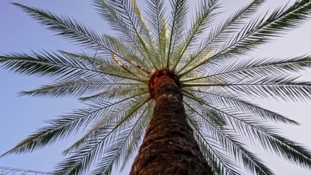 Gałęzie palmy pod błękitnym niebem. Niesamowite naturalne tło. Patrząc w górę, wakacyjny pomysł. Scena na tropikalnej plaży wyspowej. — Wideo stockowe