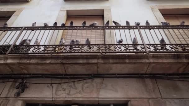Paisaje urbano de palomas sentado en el balcón de edificios de apartamentos en el casco antiguo de Barcelona Barrio Gótico, barrio del Born. Steadicam tiro de aves voladoras. — Vídeo de stock