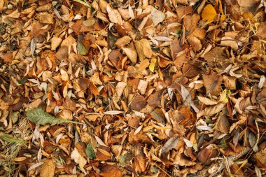 Sarı ve turuncu yapraklar orman zemininde. Doğal sonbahar arkaplanı.