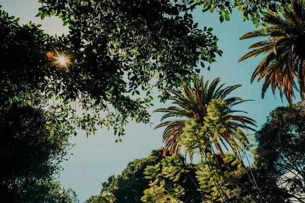 푸른 하늘 아래에 있는 대추야자 가지들. 놀라운 자연적 배경. 여름 방학 때를 생각 해 보면. 열 대의 섬 해변에서의 경치. — 스톡 사진