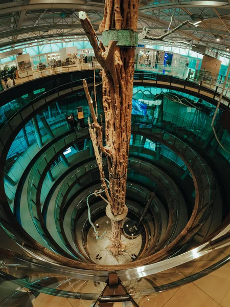 Barcelona, Spanien - Dezember 2021. Das Innere des Museums Cosmocaixa. Glastunneltreppe führt spiralförmig um Baumstamm — Stockfoto