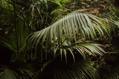 Yeşil tropik palmiye yaprakları arka planda. Taze yeşillik, bitki konsepti.