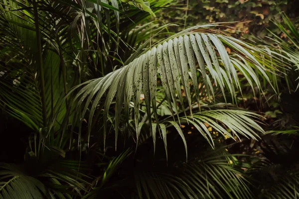 Yeşil tropik palmiye yaprakları arka planda. Taze yeşillik, bitki konsepti.