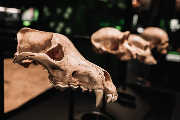 Various types of monkey skulls close-up. Museum exhibits of animals. Evolution concept. — Fotografia de Stock