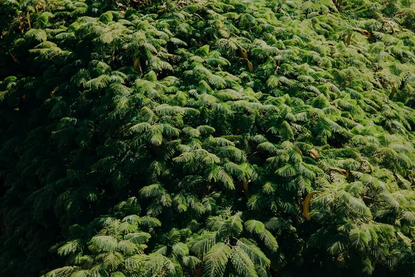 Árvore tropical verde deixa fundo. Folhagem fresca, conceito de planta. Abstrato — Fotografia de Stock