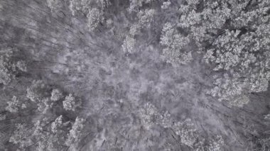 Kış ağaçlarının tepelerinde karla uçan drone görüntüsü. Harika bir orman. Dağ tahtası üzerinde uçuş, doğa manzarası, doku arka planı.