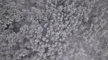 Kış ağaçlarının tepelerinde karla uçan drone görüntüsü. Harika bir orman. Dağ tahtası üzerinde uçuş, doğa manzarası, doku arka planı.