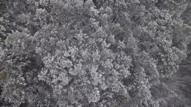 Dağ kış ormanının üstündeki hava aracı görüntüsü. Karla kaplı ağaçlar. Fevkalade bir sabah, sakinlik, rahatlama, yeryüzünün güzelliği, doğa konsepti.