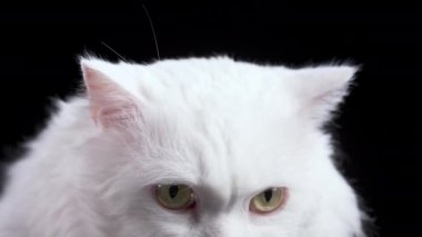 Siyah arka planda beyaz kedinin sarı gözlerine yakın çekim. Stüdyo fotoğrafı. Lüks izole edilmiş evcil kedi..