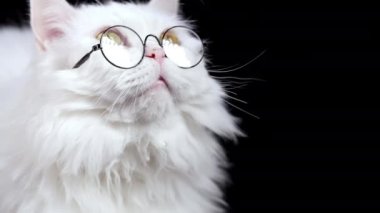 Gözlüklü tüylü beyaz kedi yorgun, uykulu kedi esniyor, siyah arka planda dinleniyor. Çok sıkıcı, ilginç değil. İskoç İskoçya 'sı ağır çekimde ekşidi..