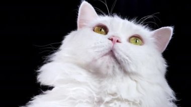 Şirin dağlık düz tüylü kedi bir nesneyi yakından takip eder ve başını siyah arka plana çevirir. Stüdyo fotoğrafı. Lüks izole edilmiş evcil kedi..